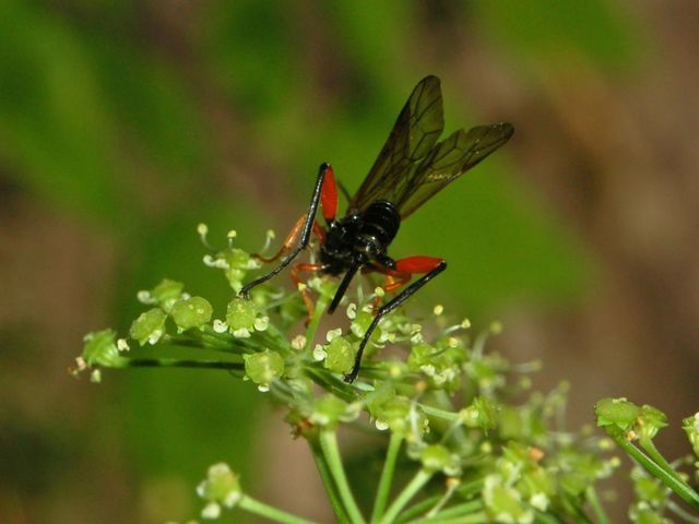 Una piccola vespa rossa e nera